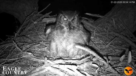Eagle Country Great Horned Owl Nest Live Cam - Jan 22, 2026, 6:56pm EST