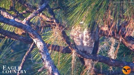 Eagle Country Great Horned Owl Nest Live Cam - Feb 9, 2026, 7:50am EST