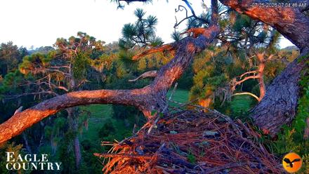 Eagle Country Great Horned Owl Nest Live Cam - Jul 25, 2026, 7:05am EDT
