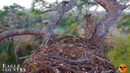 Eagle Country Great Horned Owl Nest Live Cam - Mar 10, 2026, 9:13am EDT