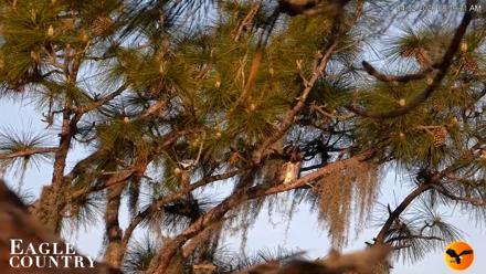 Eagle Country Great Horned Owl Nest Live Cam - Apr 2, 2026, 8:42am EDT