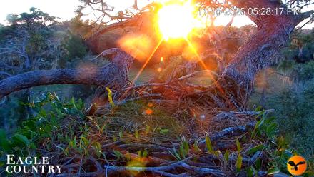 Eagle Country Bald Eagles Nest Live Cam - Nov 15, 2025, 5:29pm EST