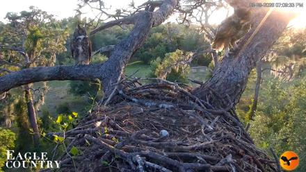 Eagle Country Great Horned Owl Nest Live Cam - Mar 28, 2026, 7:31pm EDT