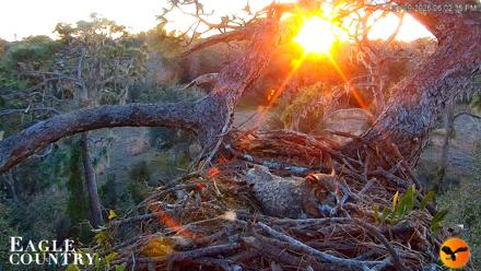 Eagle Country Great Horned Owl Nest Live Cam - Jan 29, 2026, 6:03pm EST
