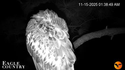Eagle Country Bald Eagles Nest Live Cam - Nov 15, 2025, 1:39am EST