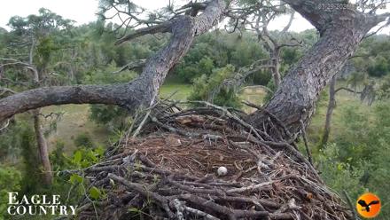 Eagle Country Great Horned Owl Nest Live Cam - Mar 29, 2026, 7:40am EDT