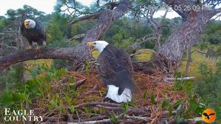 Eagle Country Bald Eagles Nest Live Cam - Nov 6, 2025, 5:27pm EST