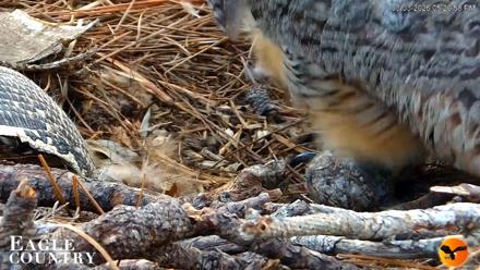 Eagle Country Great Horned Owl Nest Live Cam - Mar 3, 2026, 5:21pm EST