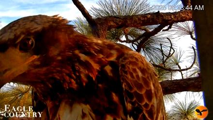 Eagle Country Bald Eagles Nest Live Cam - Nov 26, 2025, 8:25am EST