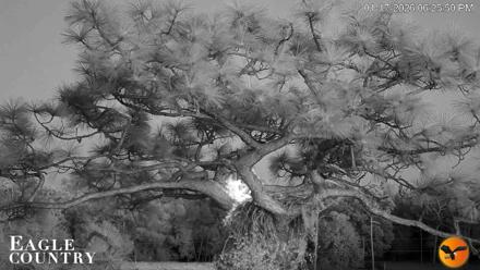 Eagle Country Great Horned Owl Nest Live Cam - Jan 17, 2026, 6:25pm EST
