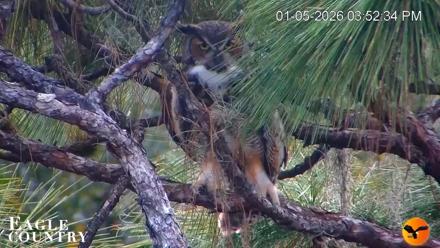 Eagle Country Great Horned Owl Nest Live Cam - Jan 5, 2026, 3:53pm EST