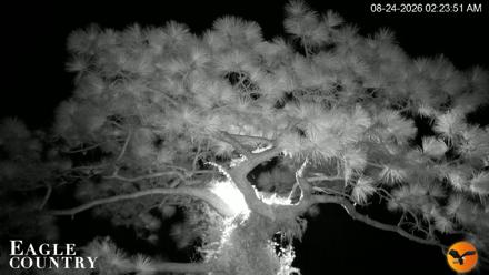 Eagle Country Great Horned Owl Nest Live Cam - Aug 24, 2026, 2:24am EDT