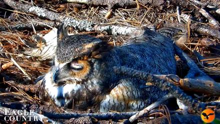 Eagle Country Great Horned Owl Nest Live Cam - Jan 17, 2026, 10:02am EST