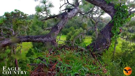 Eagle Country Great Horned Owl Nest Live Cam - Sep 3, 2026, 6:38pm EDT