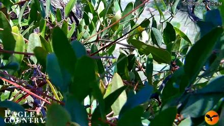 Eagle Country Great Horned Owl Nest Live Cam - Oct 9, 2026, 12:10pm EDT