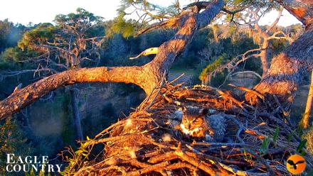 Eagle Country Great Horned Owl Nest Live Cam - Feb 4, 2026, 7:27am EST