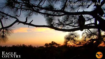 Eagle Country Bald Eagles Nest Live Cam - Dec 25, 2025, 5:46pm EST