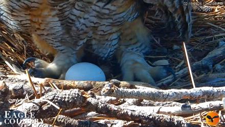 Eagle Country Great Horned Owl Nest Live Cam - Feb 16, 2026, 12:43pm EST