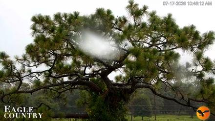 Eagle Country Great Horned Owl Nest Live Cam - Jul 17, 2026, 10:47am EDT