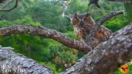 Eagle Country Great Horned Owl Nest Live Cam - Apr 8, 2026, 7:24pm EDT