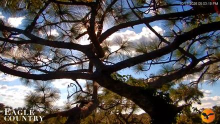 Eagle Country Great Horned Owl Nest Live Cam - Oct 13, 2026, 5:04pm EDT