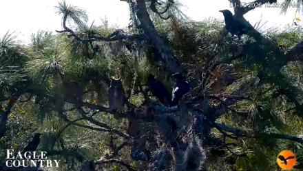 Eagle Country Great Horned Owl Nest Live Cam - Jan 17, 2026, 10:35am EST