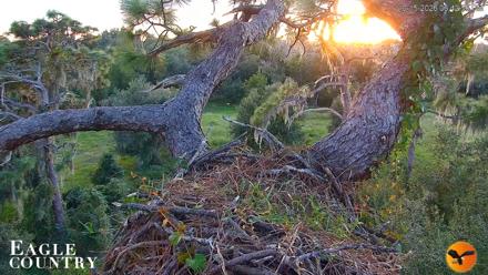 Eagle Country Great Horned Owl Nest Live Cam - Oct 15, 2026, 6:43pm EDT