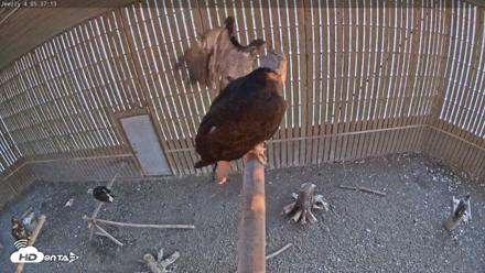 Cobequid Special Unit Raptor Rehab Center - Jun 5, 2026, 5:37am ADT
