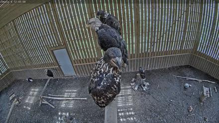 Cobequid Special Unit Raptor Rehab Center - Jul 17, 2025, 12:45pm ADT