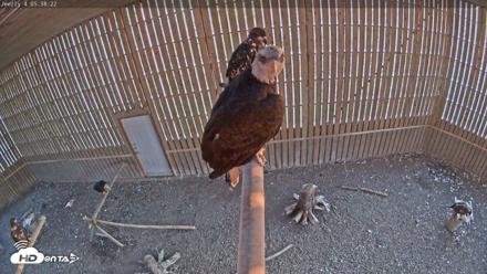 Cobequid Special Unit Raptor Rehab Center - Jun 5, 2026, 5:39am ADT