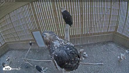 Cobequid Special Unit Raptor Rehab Center - May 26, 2026, 7:08am ADT