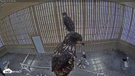 Cobequid Special Unit Raptor Rehab Center - May 14, 2026, 1:41pm ADT