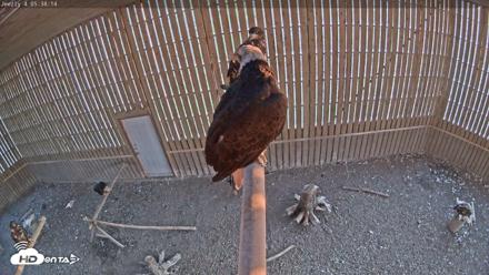 Cobequid Special Unit Raptor Rehab Center - Jun 5, 2026, 5:38am ADT