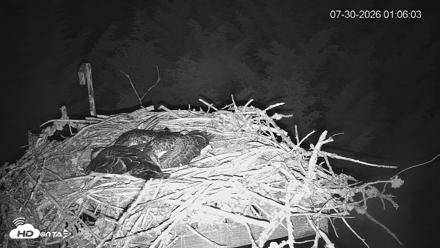 Medina Washington Live Osprey Nest Webcam - Jul 30, 2026, 1:06am PDT