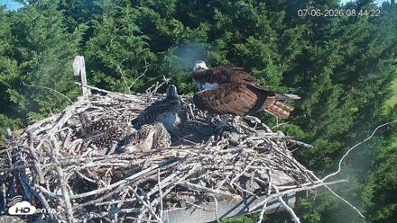 Medina Washington Live Osprey Nest Webcam - Jul 6, 2026, 8:45am PDT