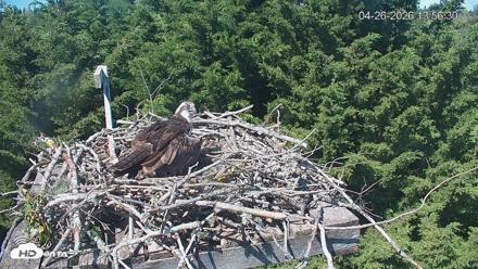 Medina Washington Live Osprey Nest Webcam - Apr 26, 2026, 1:57pm PDT