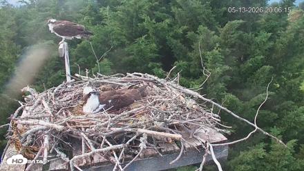 Medina Washington Live Osprey Nest Webcam - May 13, 2026, 8:06pm PDT