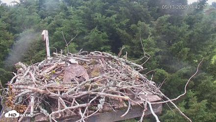 Medina Washington Live Osprey Nest Webcam - May 13, 2026, 8:43am PDT