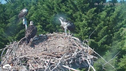 Medina Washington Live Osprey Nest Webcam - Aug 17, 2026, 3:17pm PDT