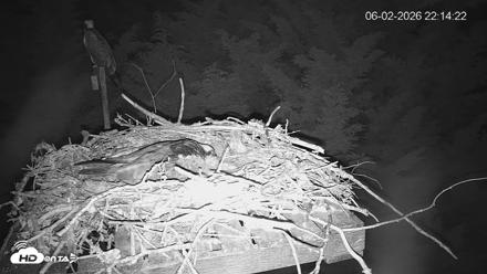 Medina Washington Live Osprey Nest Webcam - Jun 2, 2026, 10:15pm PDT
