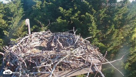Medina Washington Live Osprey Nest Webcam - Jun 16, 2026, 6:59am PDT