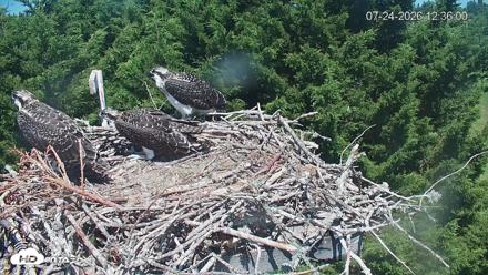 Medina Washington Live Osprey Nest Webcam - Jul 24, 2026, 12:36pm PDT