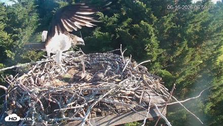 Medina Washington Live Osprey Nest Webcam - Jun 16, 2026, 7:00am PDT