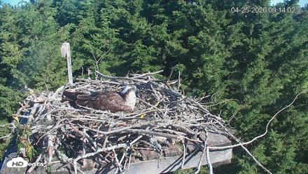 Medina Washington Live Osprey Nest Webcam - Apr 25, 2026, 9:14am PDT