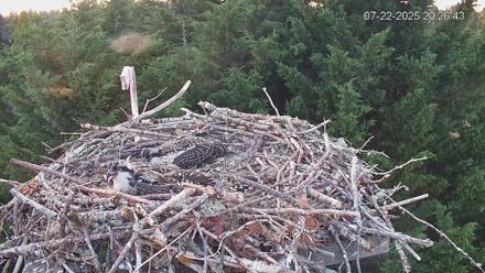 Medina Washington Live Osprey Nest Webcam - Jul 22, 2025, 8:27pm PDT