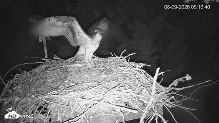 Medina Washington Live Osprey Nest Webcam - Aug 9, 2026, 5:17am PDT