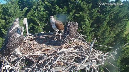Medina Washington Live Osprey Nest Webcam - Jul 31, 2026, 8:20am PDT