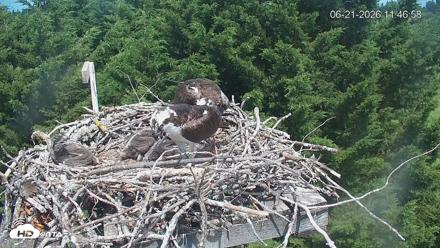 Medina Washington Live Osprey Nest Webcam - Jun 21, 2026, 11:47am PDT