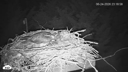 Medina Washington Live Osprey Nest Webcam - Jun 24, 2026, 11:20pm PDT