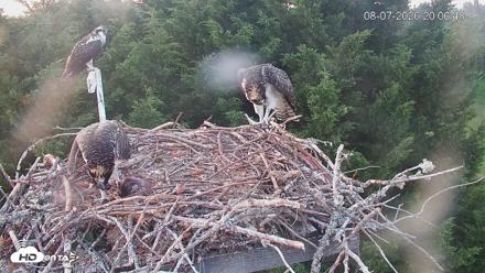 Medina Washington Live Osprey Nest Webcam - Aug 7, 2026, 8:07pm PDT